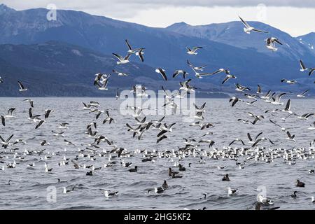 Hunderte von Seetang-Möwen, Larus dominicanus, fliegen über den Köderball in der Nähe von Ushuaia, Argentinien. Stockfoto