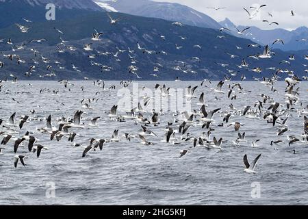 Hunderte von Seetang-Möwen, Larus dominicanus, fliegen über den Köderball in der Nähe von Ushuaia, Argentinien. Stockfoto