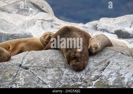 Ein erwachsener südamerikanischer Seelöwe, Otaria flavescens, der bei erwachsenen Weibchen in der Nähe von Ushuaia, Argentinien, ruht. Stockfoto