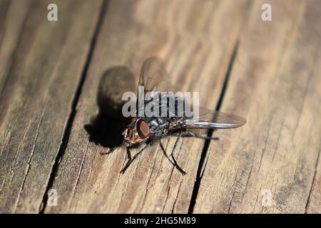 Makro-Fotografie einer Fliege Stockfoto