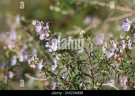 Detail von Rosmarin in Blüte Stockfoto