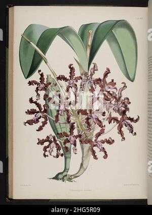 Wählen Sie Orchideenpflanzen aus. (Zweite Serie) (Platte XXI) Stockfoto