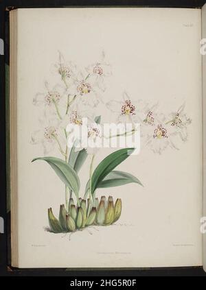 Wählen Sie Orchideenpflanzen aus. (Zweite Serie) (Platte XX) Stockfoto