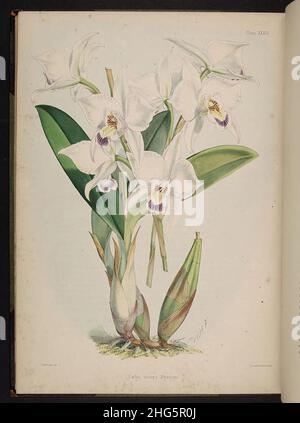 Wählen Sie Orchideenpflanzen aus. (Zweite Serie) (Platte XXXIV) Stockfoto