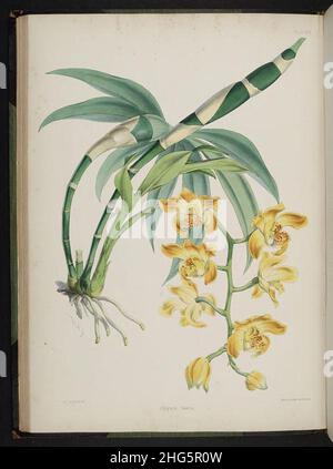 Wählen Sie Orchideenpflanzen aus. (Zweite Serie) (Platte XIV) Stockfoto