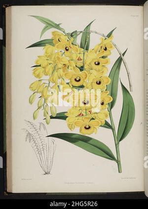 Wählen Sie Orchideenpflanzen aus. (Zweite Serie) (Platte XIX) Stockfoto