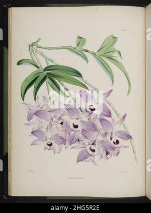 Wählen Sie Orchideenpflanzen aus. (Zweite Serie) (Platte III) Stockfoto