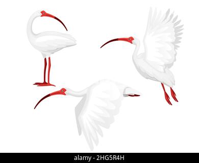 Set american White ibis Kopf schaut zurück flache Vektor Illustration Cartoon Tier Design weißen Vogel mit rotem Schnabel auf weißem Hintergrund Seitenansicht Stock Vektor