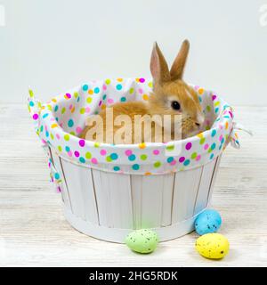 Flauschiges rotes Kaninchen in einem Korb und bunte Ostereier auf einem weißen Tisch. Osterkonzept Stockfoto