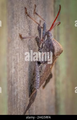 Ein Riesenblattkäfer (Acanthocephala declivis) steht still für eine Pose. Tracy City, TN. Stockfoto