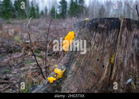 Tremella mesenterica. Gebräuchliche Namen sind gelbes Gehirn, goldener Geleepilz, gelber Trembler und Hexenbutter. Winter. Weißrussland. Stockfoto