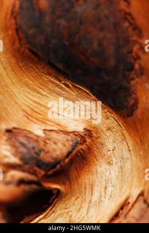Natürliche Bonsai Snag Stamm Nahaufnahme Holzstruktur. Driftwood-Textur Stockfoto