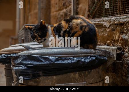 Die traurige Katze saß über dem Abfalleimer, als es regnete Stockfoto