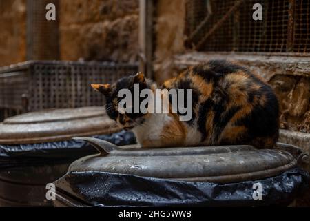 Die traurige Katze saß über dem Abfalleimer, als es regnete Stockfoto