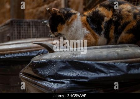 Die traurige Katze saß über dem Abfalleimer, als es regnete Stockfoto