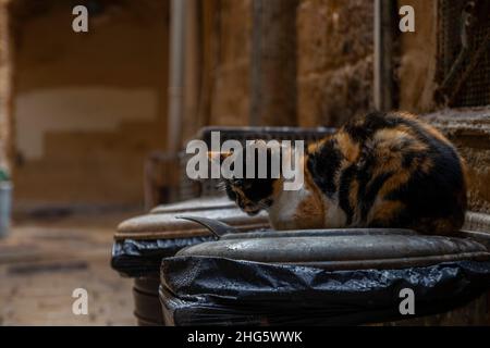 Die traurige Katze saß über dem Abfalleimer, als es regnete Stockfoto