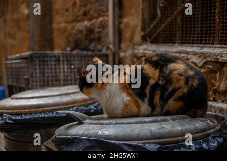 Die traurige Katze saß über dem Abfalleimer, als es regnete Stockfoto