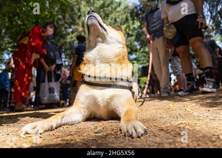 Tiefer Blick auf einen roten Shiba-Inu-Hund, der während eines Sommerspaziergangs mit verschwommenen Menschen im Hintergrund in einem Park mit Leine und Geschirr auf dem Boden liegt. Stockfoto