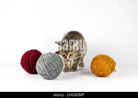 Das kleine Kätzchen sitzt und schaut sich bunte Strickfäden auf weißem Hintergrund an. Stockfoto