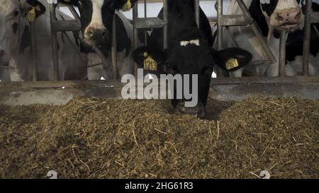 Nahaufnahme für Kühe, die in einem großen Kuhstall auf einem Bauernhof fressen. Kühe Fütterung von Rindern auf einem Milchhof Stockfoto