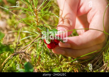 Reife Preiselbeeren. Rote saftige Preiselbeeren auf einem grünen Busch in einem sonnigen Wald. Frauenhände pflücken Preiselbeeren Stockfoto