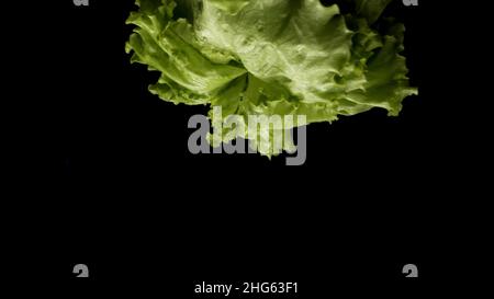 Nahaufnahme von frischem grünem Salat rotierend isoliert auf schwarzem Hintergrund, gesundes Lebensmittelkonzept. Schöner frischer grüner Salat bereit für die Zubereitung von Speisen. Stockfoto