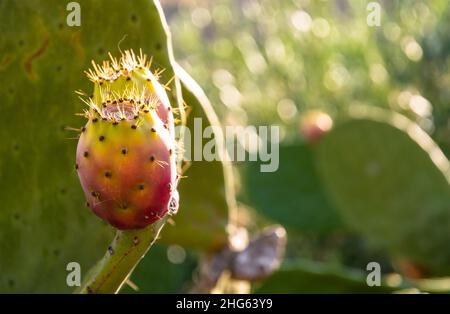 Reife sizilianische stachelige Birnen von der Sonne beleuchtet, Sizilien, Italien Stockfoto