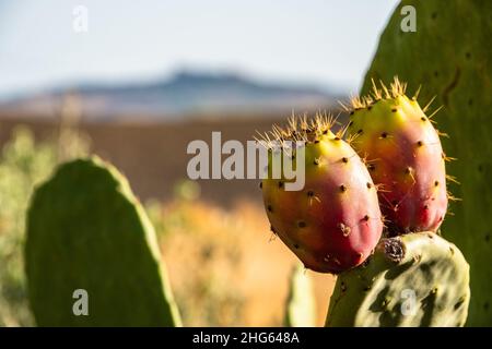 Reife sizilianische stachelige Birnen von der Sonne beleuchtet, Sizilien, Italien Stockfoto