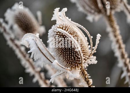 Schöne Nahaufnahme von getrocknetem wildem Teelöffel oder Fullers Teelel (Dipsacus fullonum), einer blühenden Pflanze mit einem distelartigen Blütenkopf, bedeckt mit Eis Stockfoto