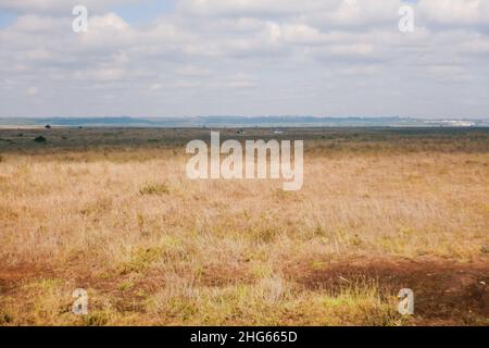 Landschaftlich reizvolle Aussicht auf die Savannah-Graslandschaften des Nairobi National Park, Kenia Stockfoto