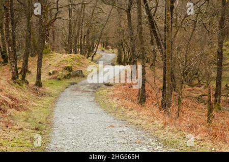 Strecke durch Wälder im Tilberthwaite Gebiet des Lake District, Großbritannien Stockfoto