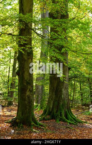 Stämme von zwei mächtigen alten Buchen im Urwald Sababurg, Reinhardswald, Hessen, Deutschland Stockfoto