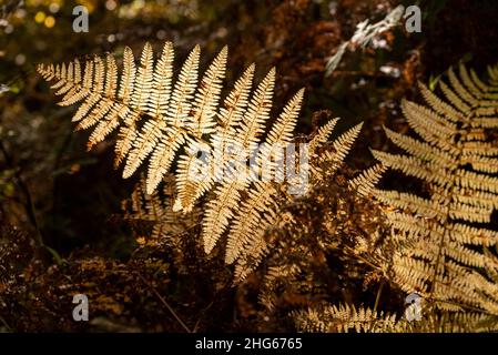 Nahaufnahme eines getrockneten braunen Mädchens von gemeiner Weidenfarn (Athyrium filix-femina) im Hinterlicht in einem Herbstwald, Reinhardswald, Deutschland Stockfoto