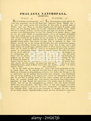 Sepp-Surinaamsche Aktenordner - pl 014 text1 Megalopyge xanthopasa. Stockfoto