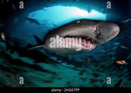 Ein Sandtigerhai (Carcharias taurus) in der berühmten Höhle von Aliwal Shoal, wo sich in den Monaten des südafrikanischen Winters diese Haie in großen Scharen treffen Stockfoto