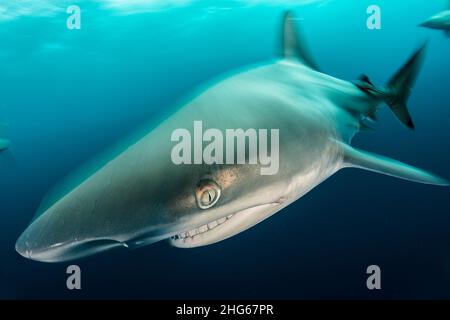 Ein Schwarzspitzenhai (Carcharhinus limbatus) schwimmt vor dem felsigen Riff von Aliwal Shoal, Südafrika Stockfoto