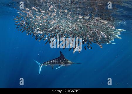 Ein gestreifter Marlin (Kajikia audax) jagt eine Gruppe sehr schneller Makrelen (Scomber Disbrus) in den Gewässern der Magdalena Bay, vor dem Dorf Puerto San Stockfoto