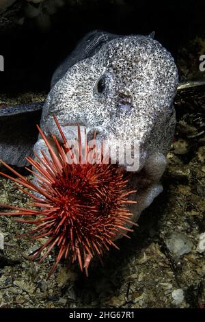 Ein Wolfaal (Anarhichas lupus) beißt in sein Lieblingsfutter, einen Seeigel. Stockfoto