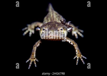 Ein italienischer Haubenmolch (Triturus carnifex) schwimmt ruhig im ruhigen Wasser des Lago Nero, 1730 m über dem Meeresspiegel, nur zu Fuß erreichbar Stockfoto