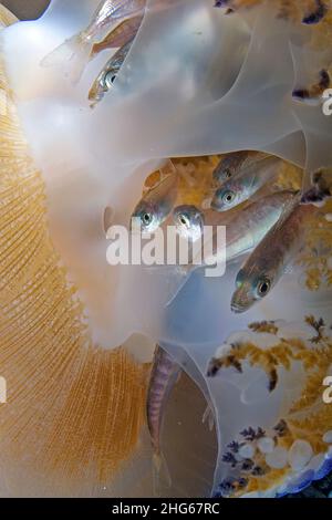 Die Jungfische der Atlantischen Pferde-Makrelen (Trachurus trachurus) finden in den Lappen einer mediterranen Spiegelei-Qualle (Cotylorhiza tuberculata) Zuflucht Stockfoto