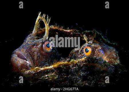 Ein paar Schmetterlingsbärmellinge (Blennius ocellaris) guckt aus einer Fächermuschel (Pinna nobilis), die sie als Nest für das Schlüpfen ihres E auswählten Stockfoto