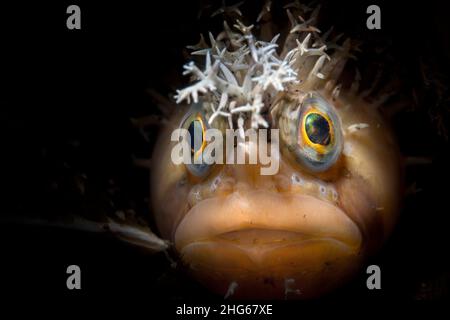 Dekoriert warbonnet (Chirolophis decoratus), ein Fisch in der gleichen Reihenfolge von Perciformes wie mediterrane Blennies. Zusammen mit dem Wolfsaal und der Ratte Stockfoto