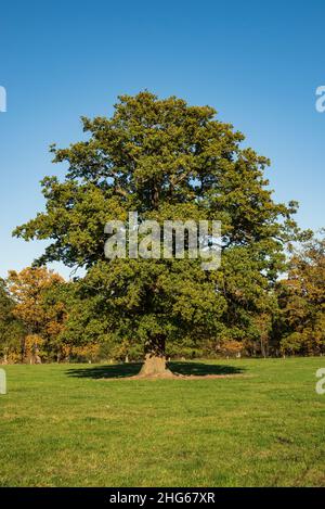 Mächtige alte Eiche („Huteeiche“, Weideeiche) auf einer grünen Wiese unter einem klaren blauen Himmel in einem ländlichen Gebiet des Reinhardswaldes, Hessen, Deutschland Stockfoto