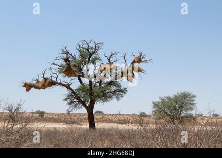 Gesellige Webernester im Kgalagadi Stockfoto