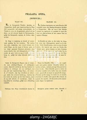 Sepp-Surinaamsche Aktenordner - pl 105 text1 Norape ovina. Stockfoto