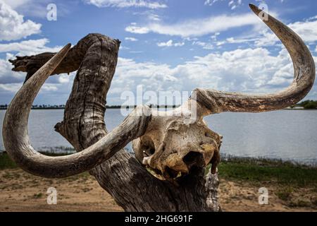 Stierschädel auf einem alten Baum bei der Safari Stockfoto