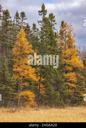 Herbst im Chequamegon National Forest. Stockfoto