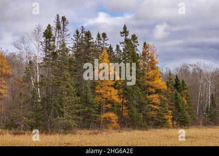 Herbst im Chequamegon National Forest. Stockfoto