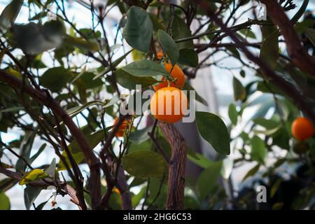 Kleine Orange wächst auf einem Baum Stockfoto