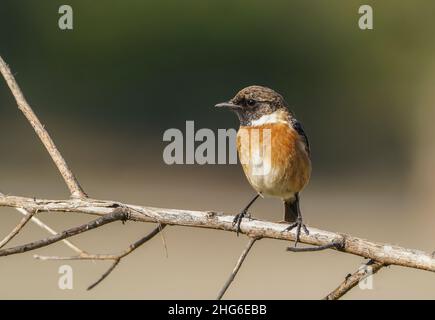 Männlicher europäischer Steinechat (Saxicola rubicola) auf der Spitze eines Zweiges, Andalusien, Spanien. Stockfoto